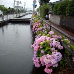 201006091000_高知県_あじさい街道