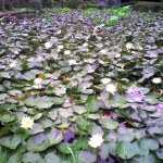201006290849_千葉県_みなと公園