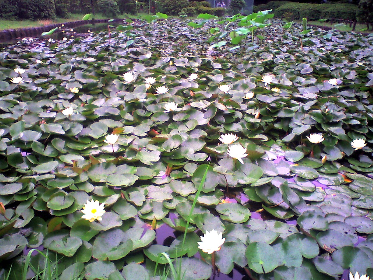 201006290849_千葉県_みなと公園