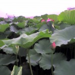 201008131625_東京都_不忍池