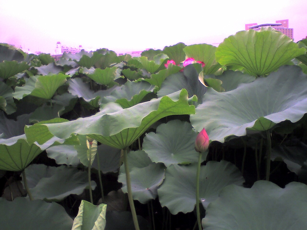 201008131625_東京都_不忍池