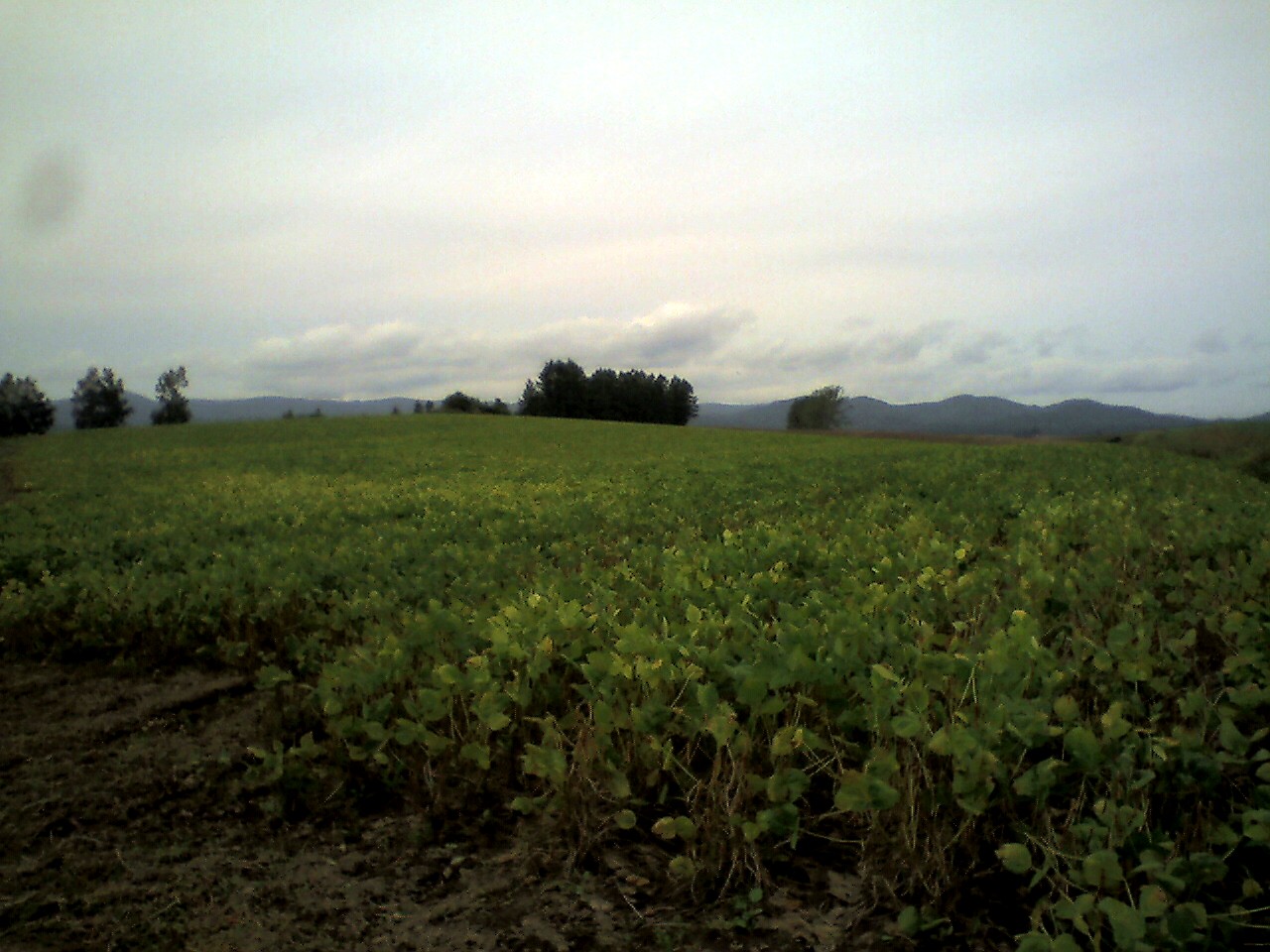 201009111036_北海道_ﾏｲﾙﾄﾞｾﾌﾞﾝの丘