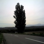 201009111056_北海道_ｹﾝとﾒﾘｰの樹
