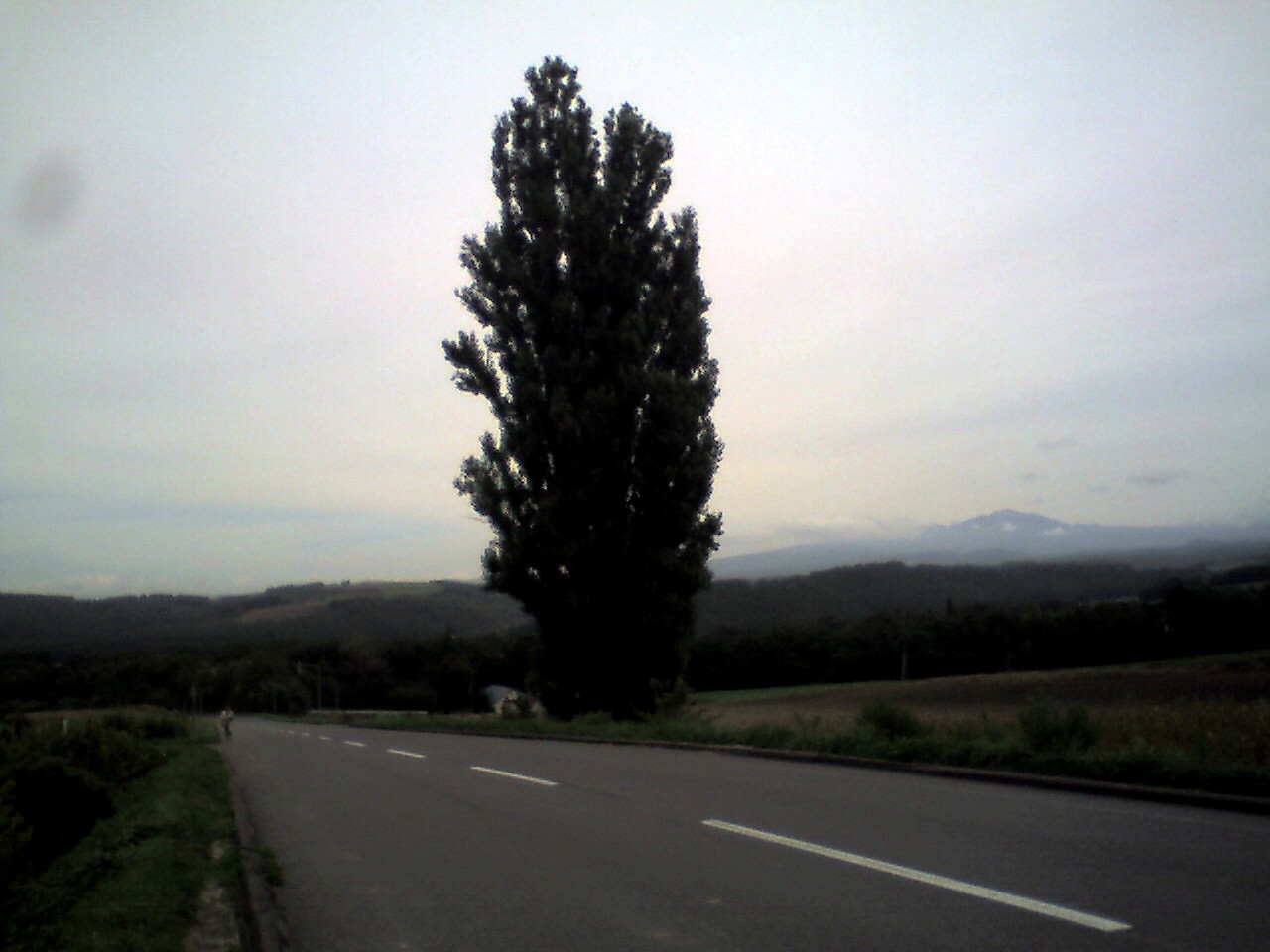 201009111056_北海道_ｹﾝとﾒﾘｰの樹