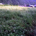 201009261538_群馬県_老神温泉ｿﾊﾞ畑