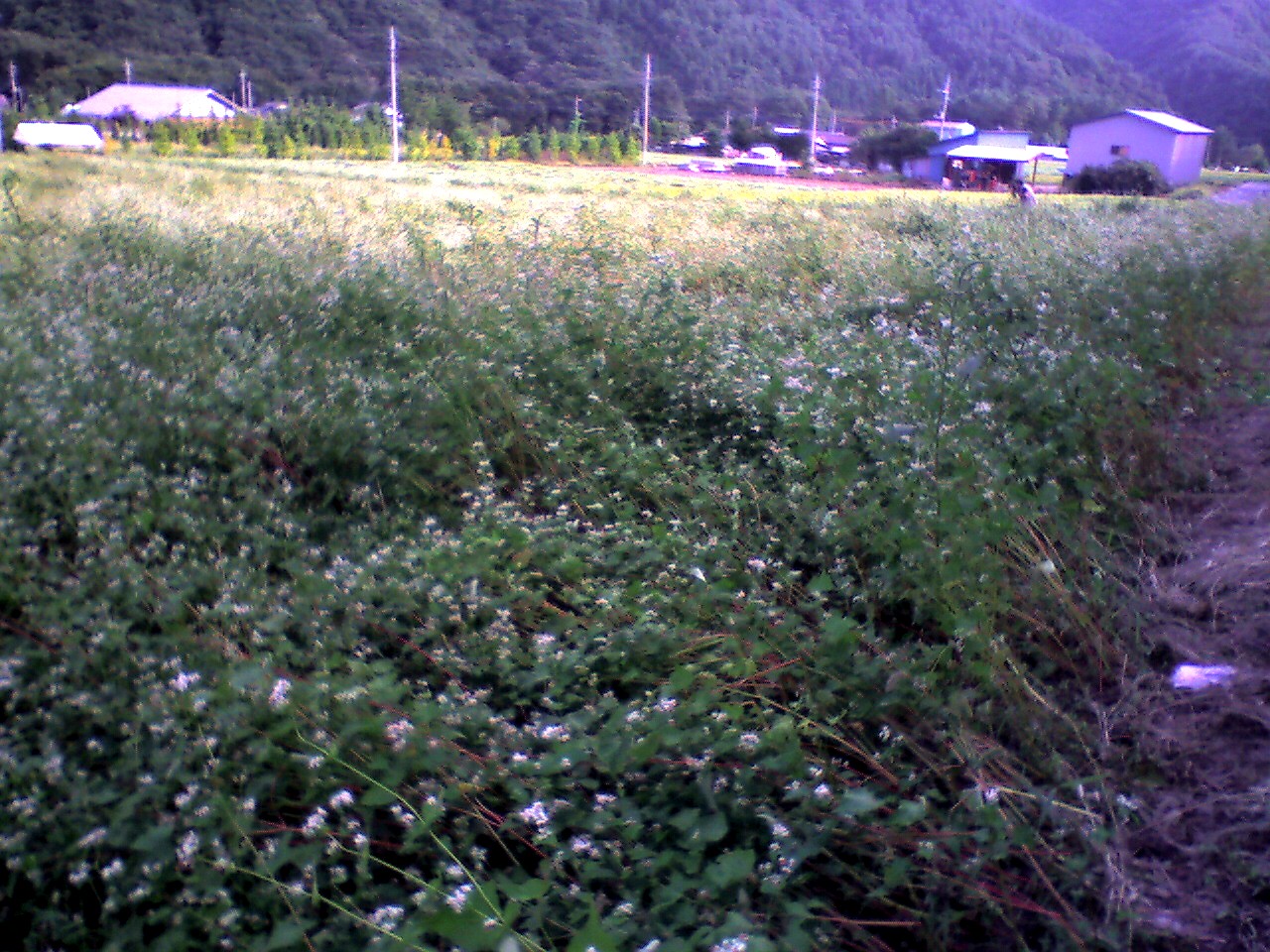 201009261538_群馬県_老神温泉ｿﾊﾞ畑
