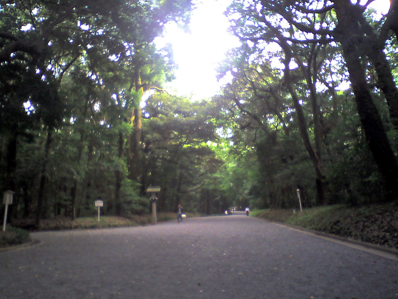 201009291541_東京都_明治神宮境内