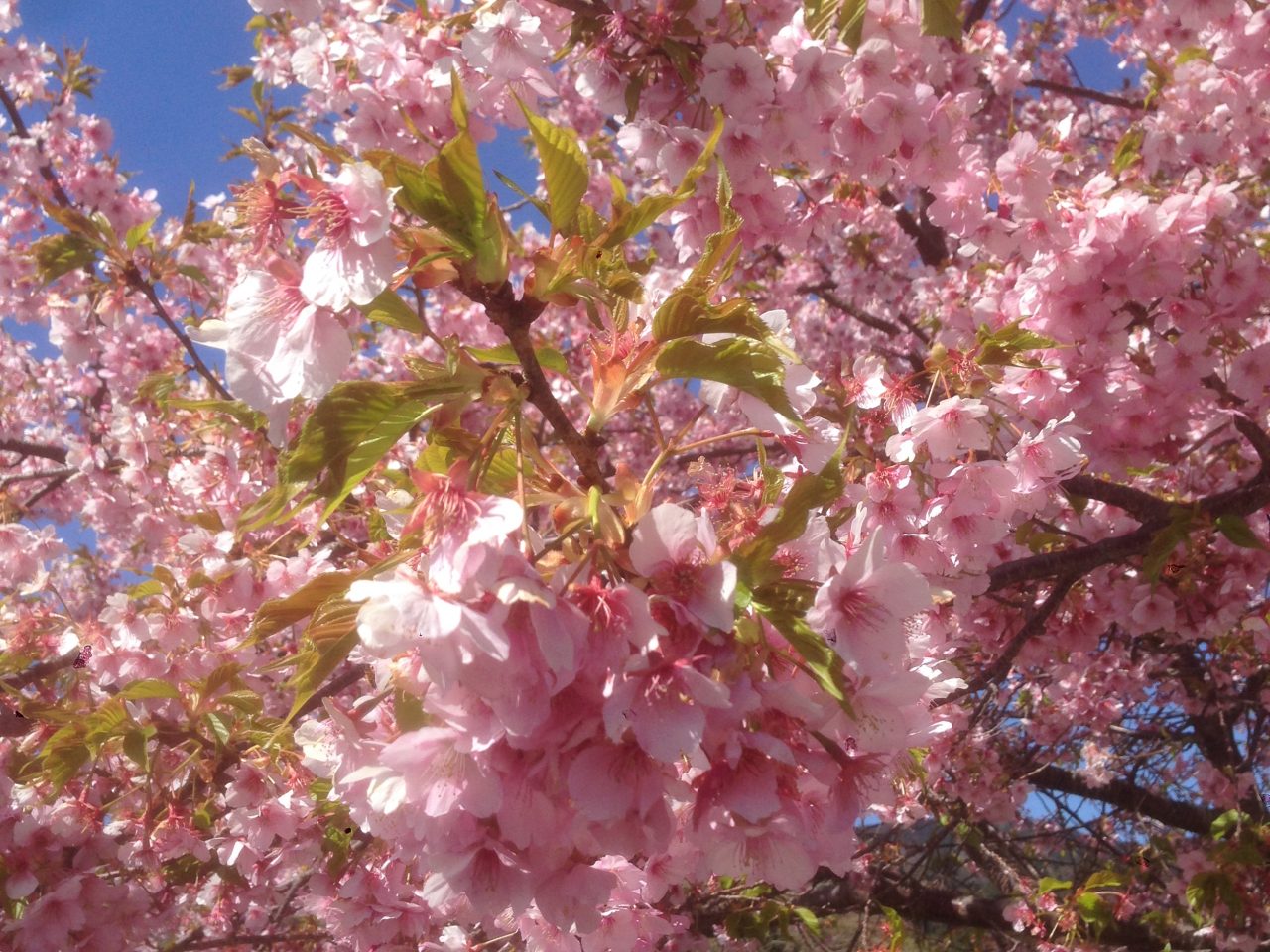 201603031032_静岡県_河津桜_豊泉橋