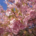 201603031032_静岡県_河津桜_豊泉橋