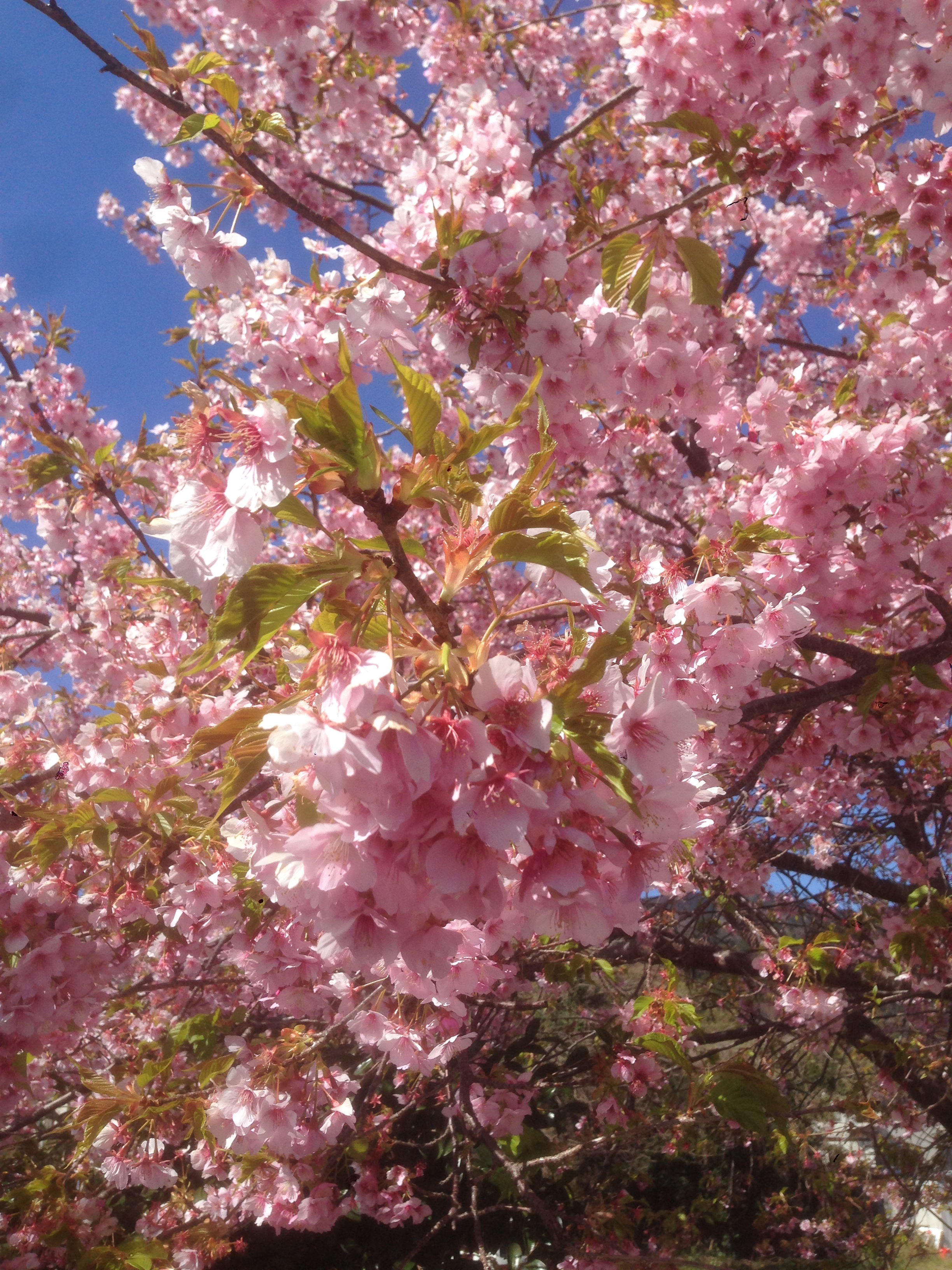 201603031032_静岡県_河津桜_豊泉橋