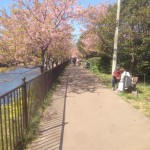201603031221_静岡県_河津桜_河口