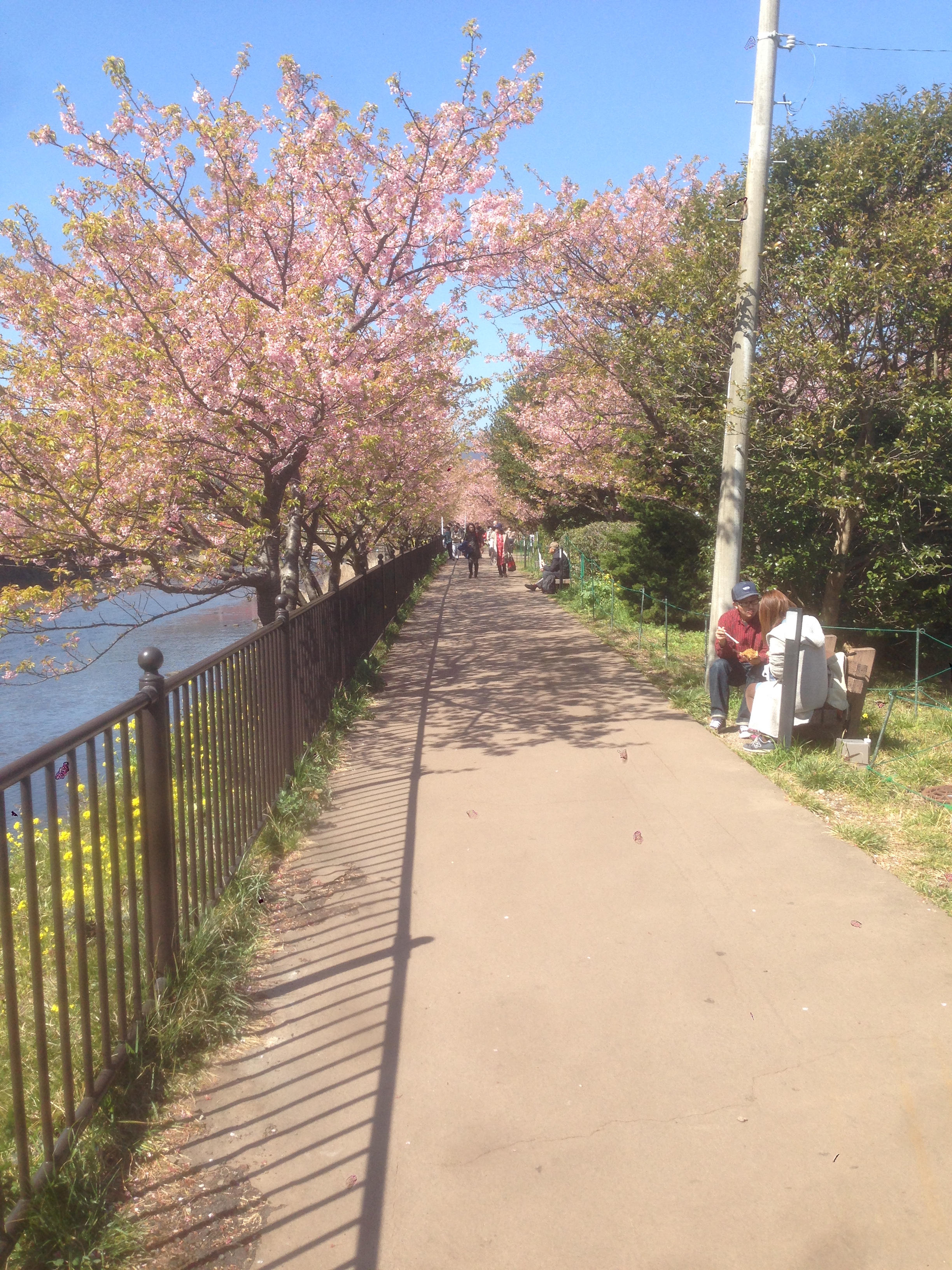 201603031221_静岡県_河津桜_河口