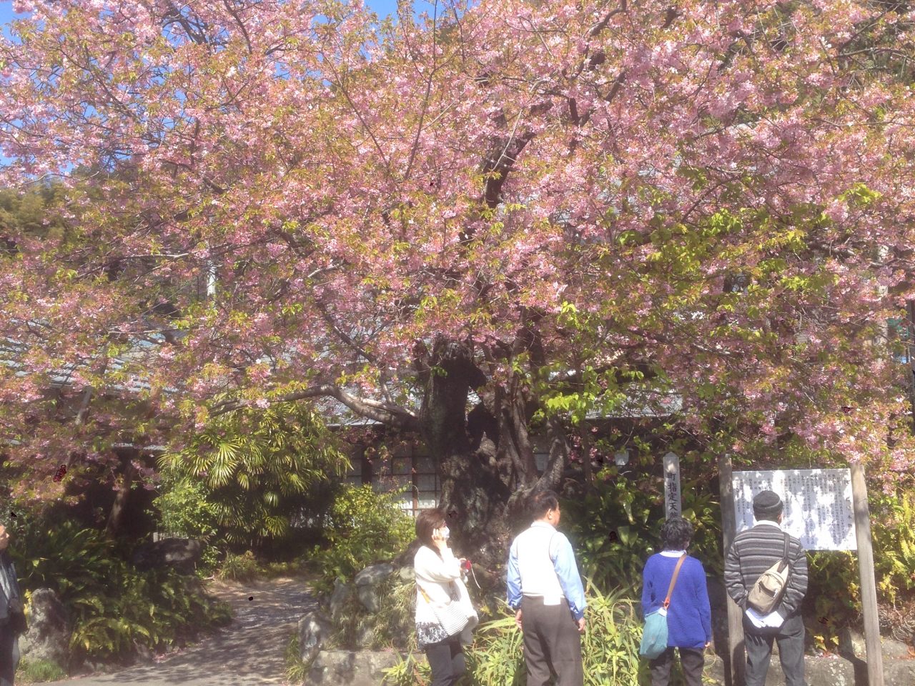 201603031255_静岡県_河津桜_原木