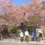 201603031255_静岡県_河津桜_原木