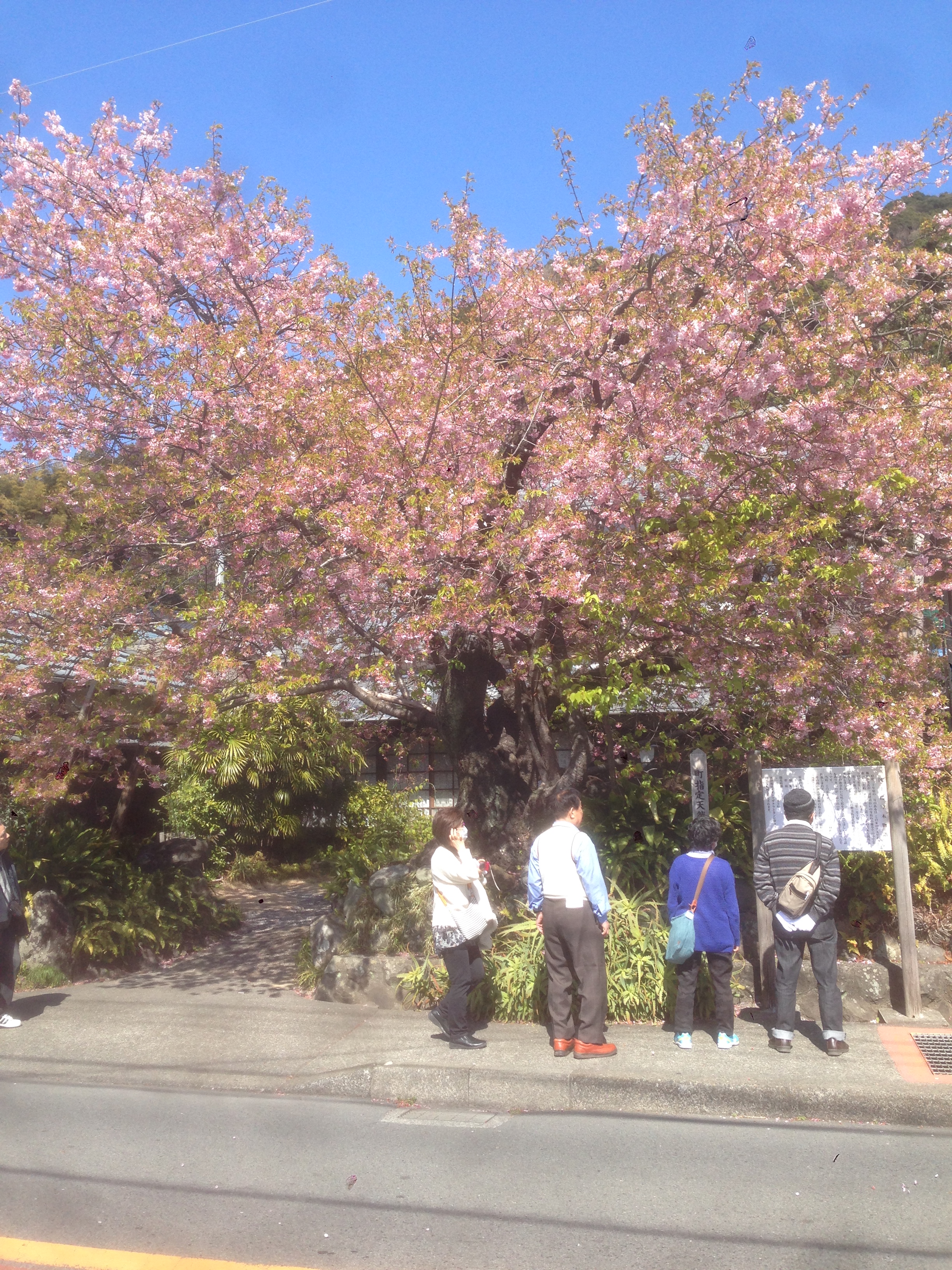 201603031255_静岡県_河津桜_原木