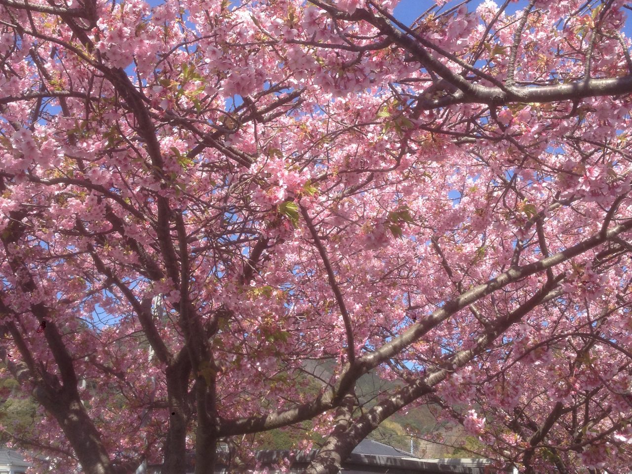 201603031301_静岡県_河津桜_河津町役場