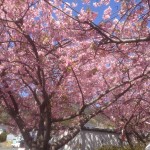 201603031301_静岡県_河津桜_河津町役場