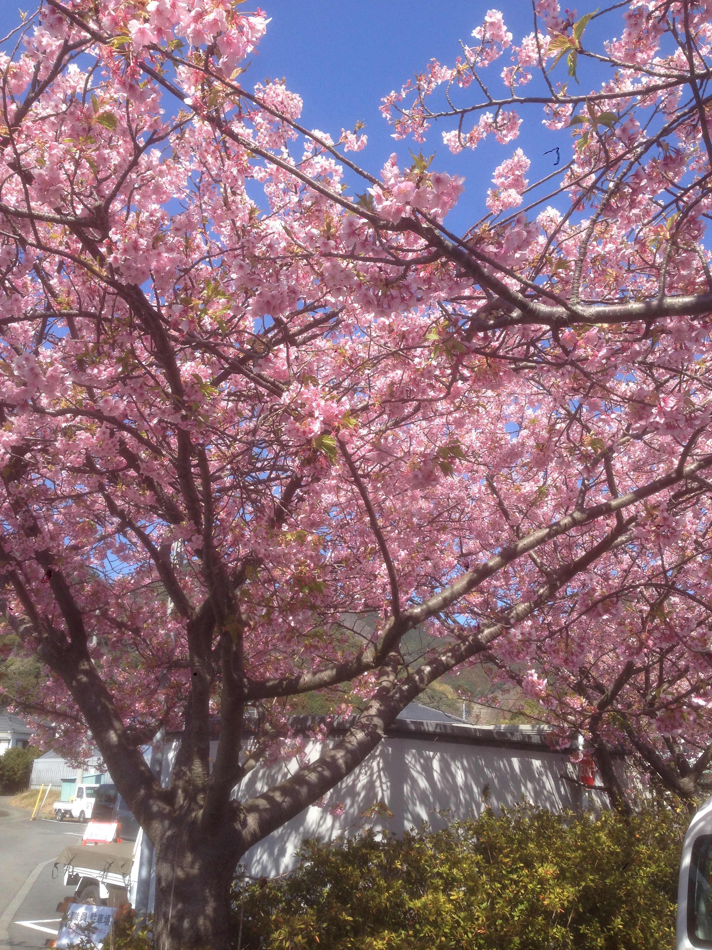 201603031301_静岡県_河津桜_河津町役場