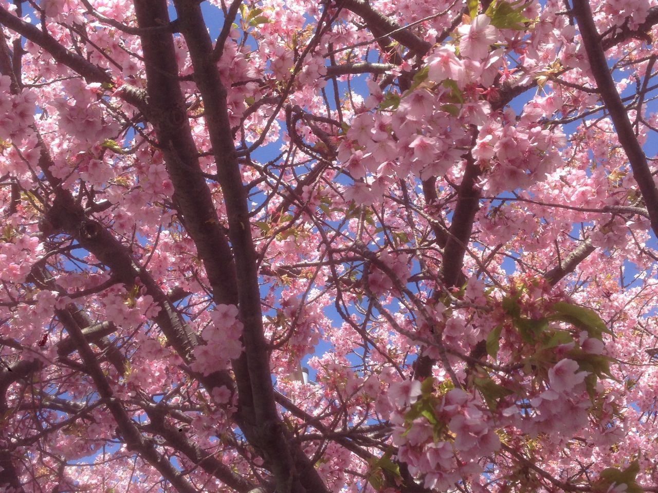 201603031302_静岡県_河津桜_河津町役場