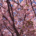 201603031302_静岡県_河津桜_河津町役場