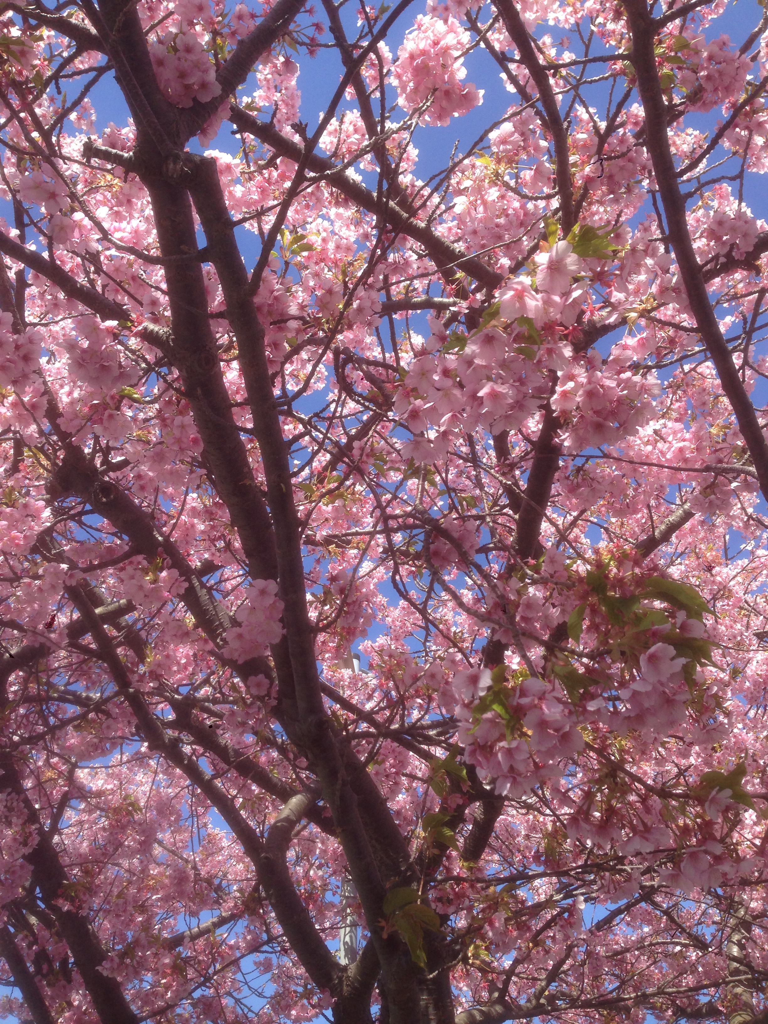 201603031302_静岡県_河津桜_河津町役場