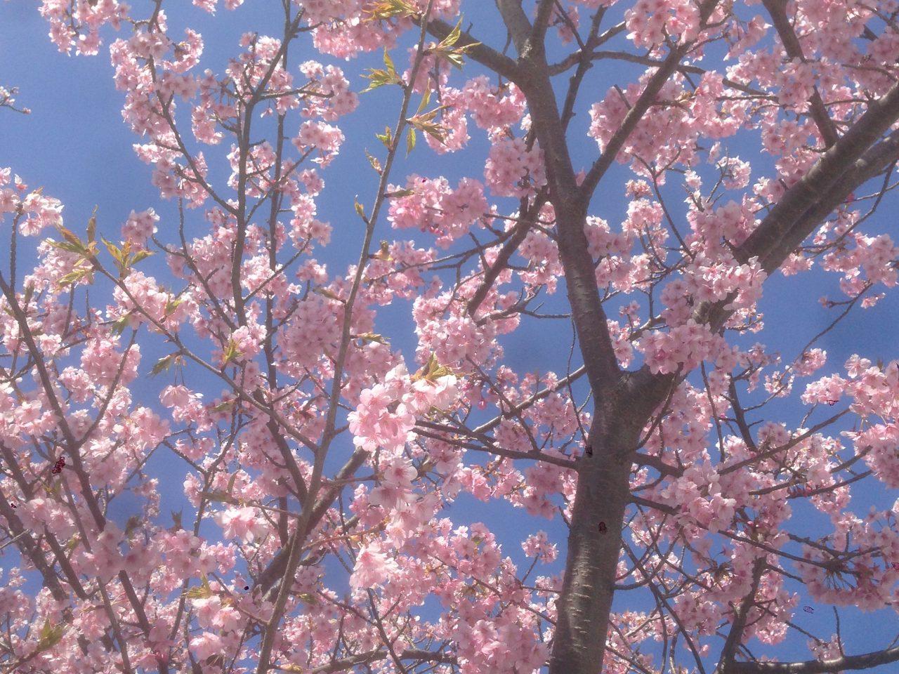 201603031303_静岡県_河津桜_河津町役場
