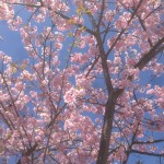201603031303_静岡県_河津桜_河津町役場