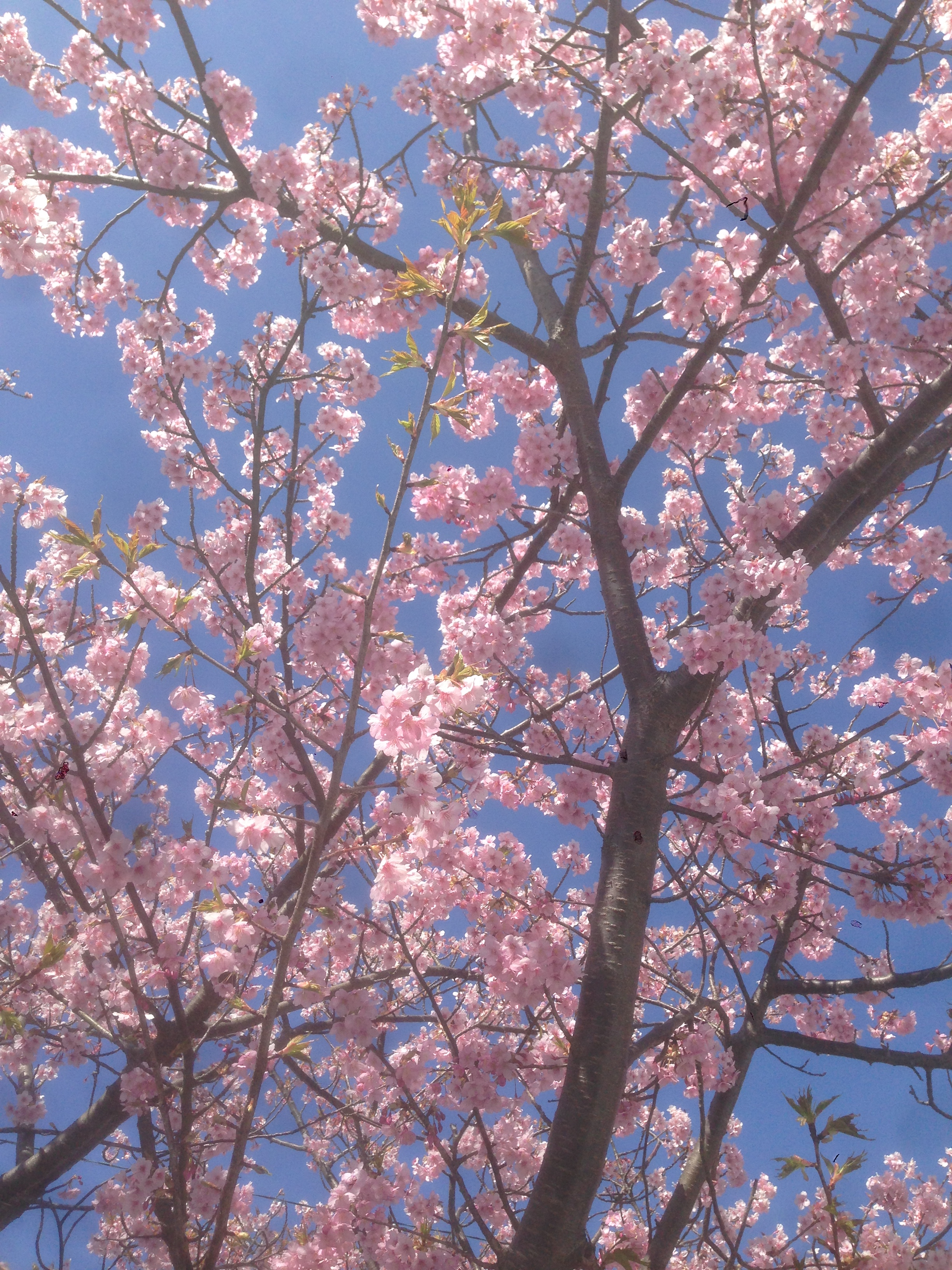 201603031303_静岡県_河津桜_河津町役場