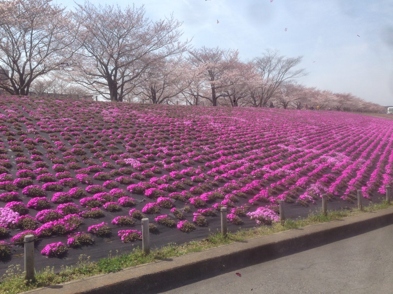 201603311126_東京都_荒川赤羽桜堤緑地
