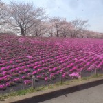 201603311126_東京都_荒川赤羽桜堤緑地