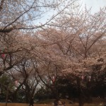 201603311714_東京都_飛鳥山
