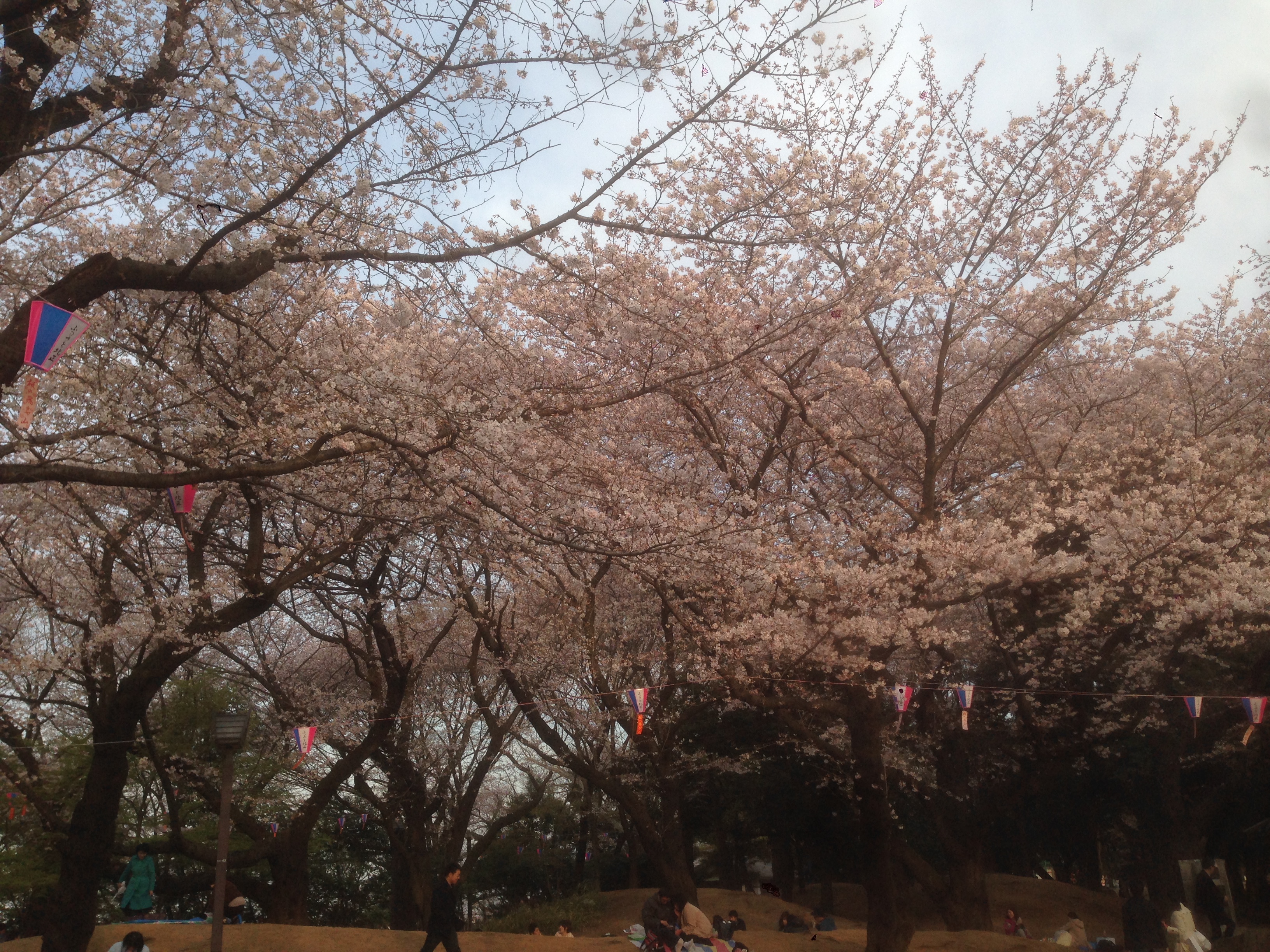 201603311714_東京都_飛鳥山