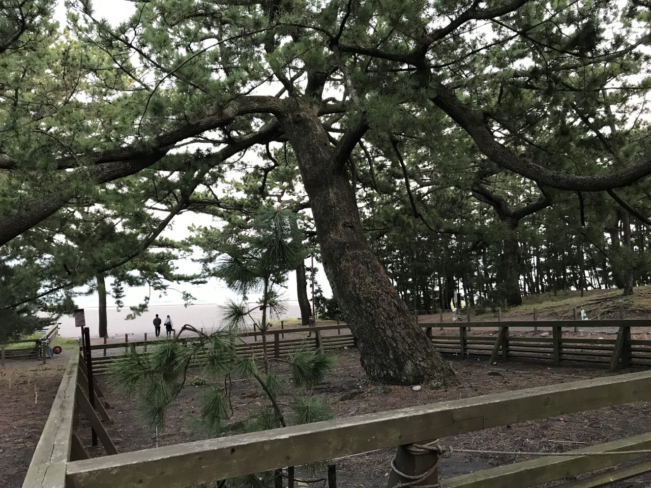 20171005171406_静岡県_静岡市清水区_三保の松原_羽衣の松