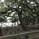 20171005171406_静岡県_静岡市清水区_三保の松原_羽衣の松