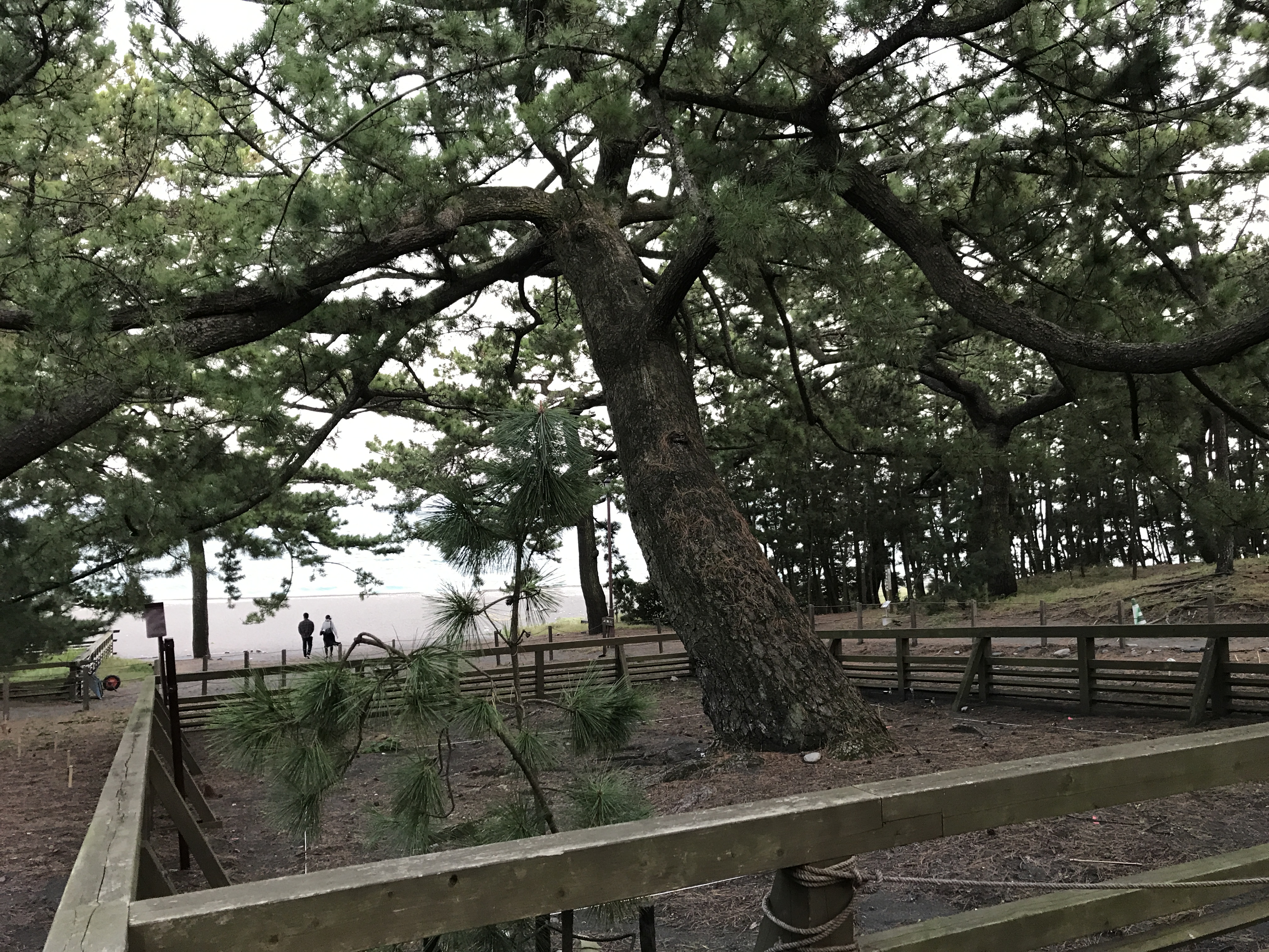 20171005171406_静岡県_静岡市清水区_三保の松原_羽衣の松