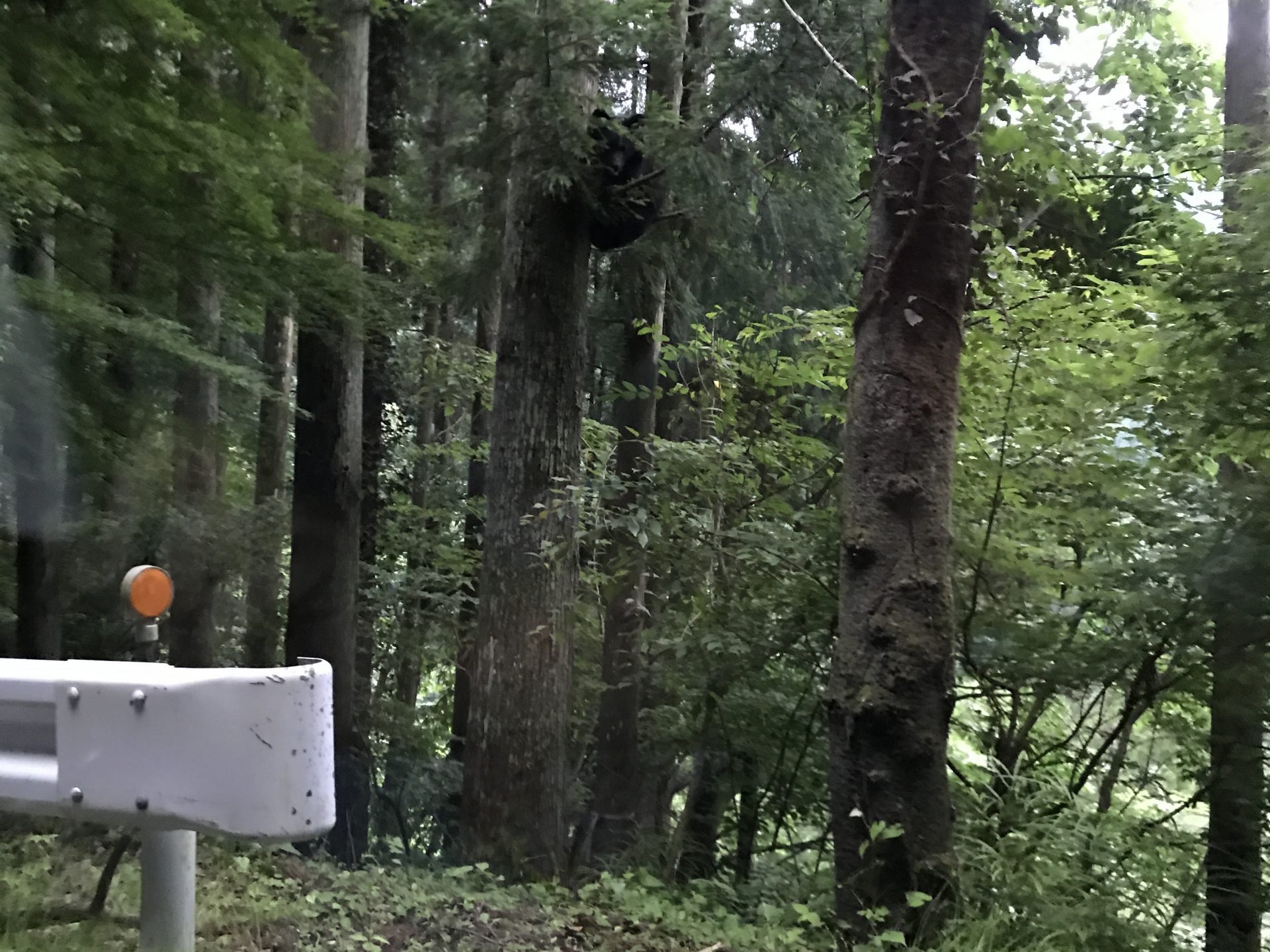 埼玉県秩父市大滝４０１４付近にいた熊